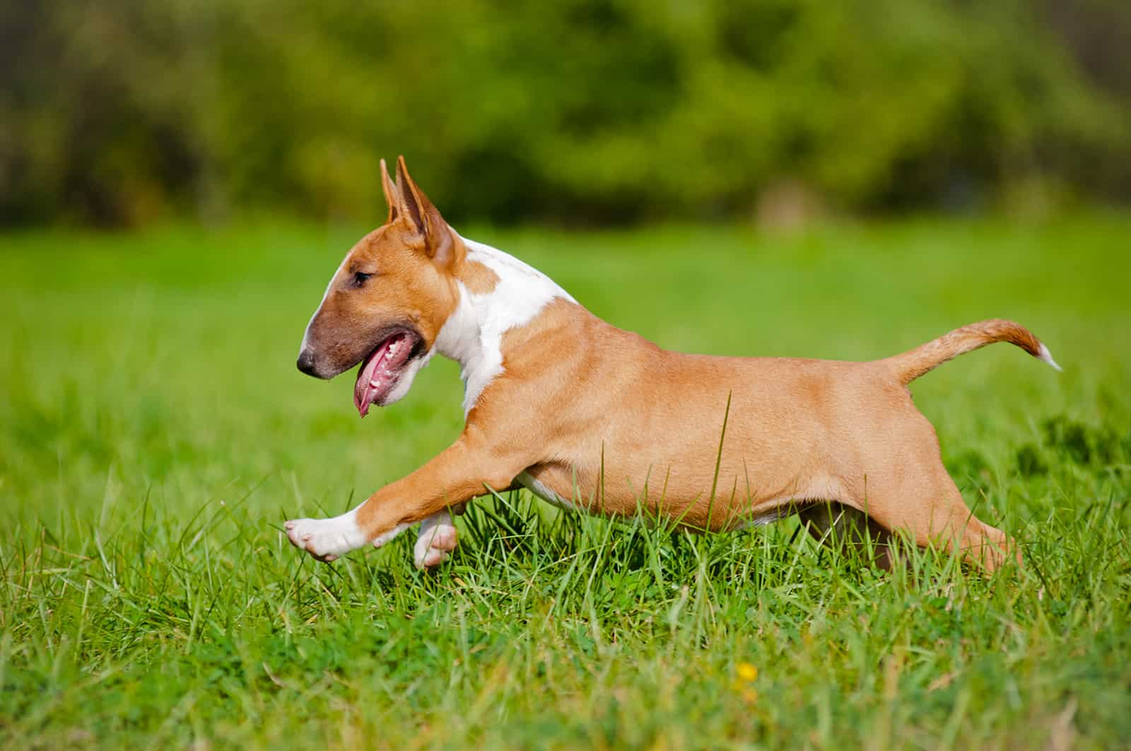 red bull terrier running