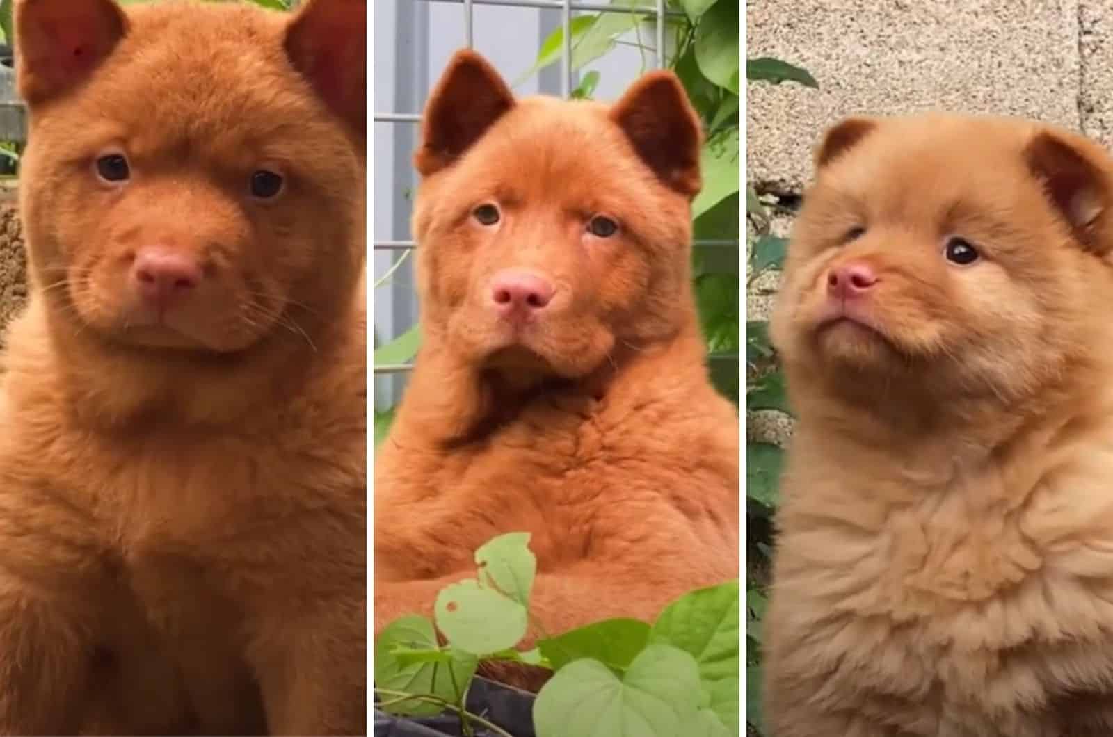 Red Cantonese Bear Dog: Does It Exist Or Is It A Hoax?