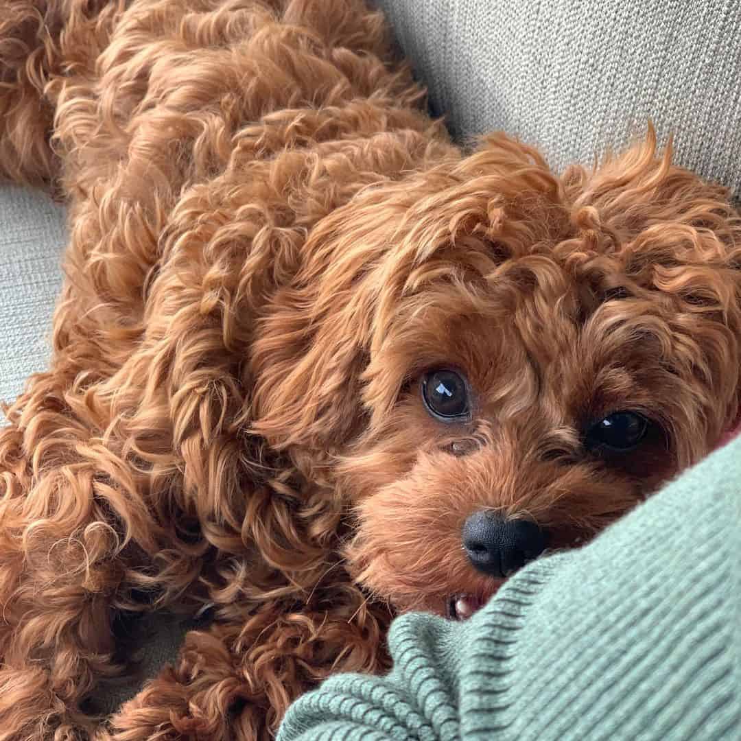 red cavapoo