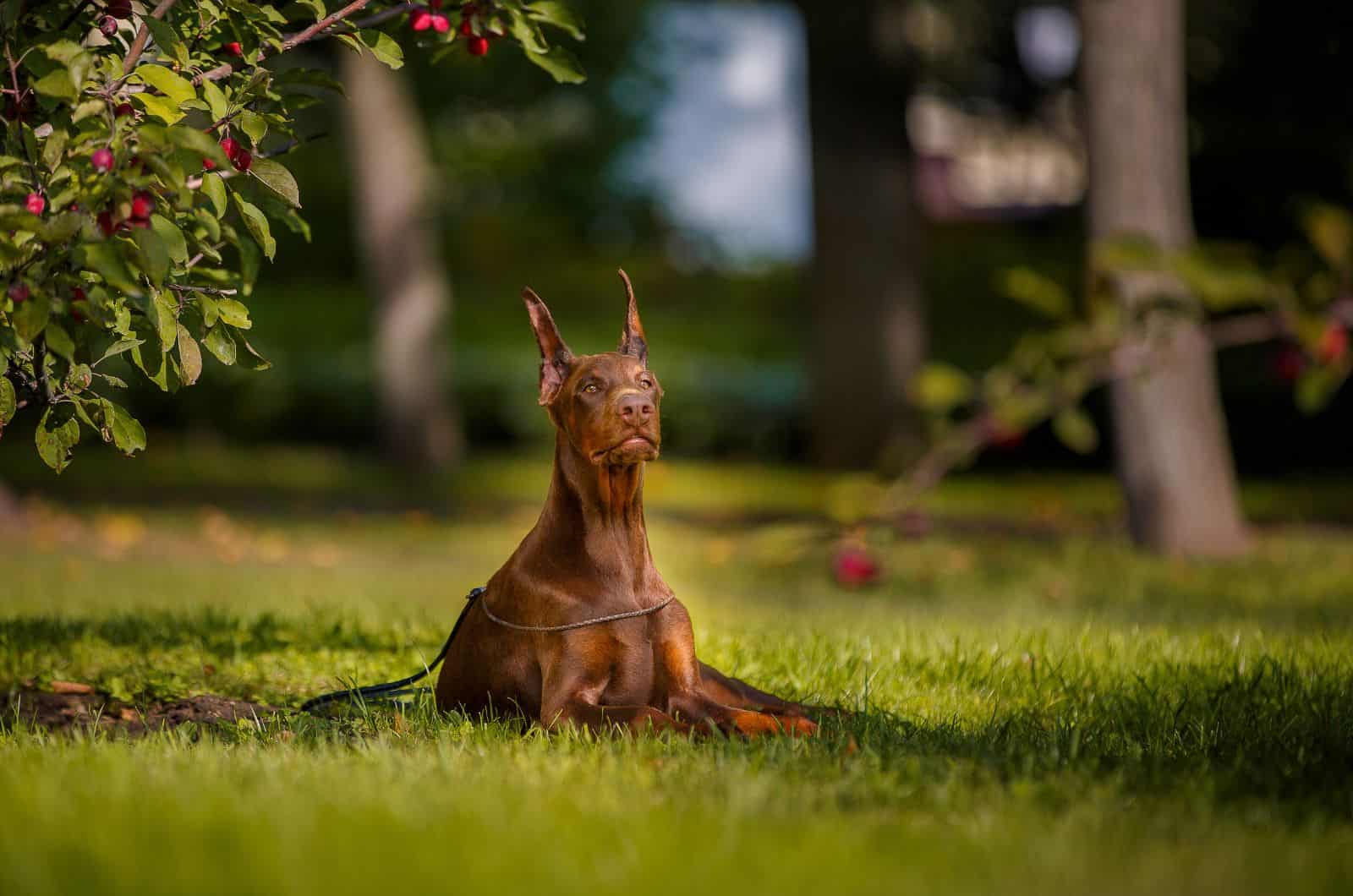 Red Doberman Pinscher — How Rare Is This Powerful Dog?