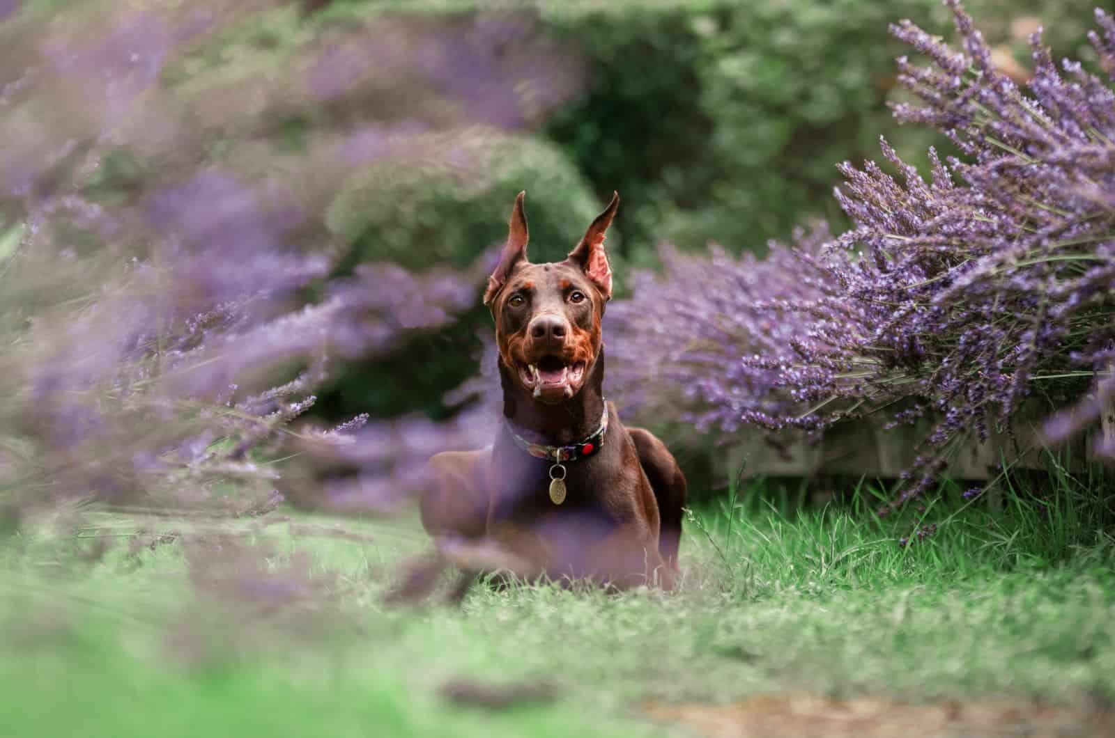 Red Doberman sitting on grass outside