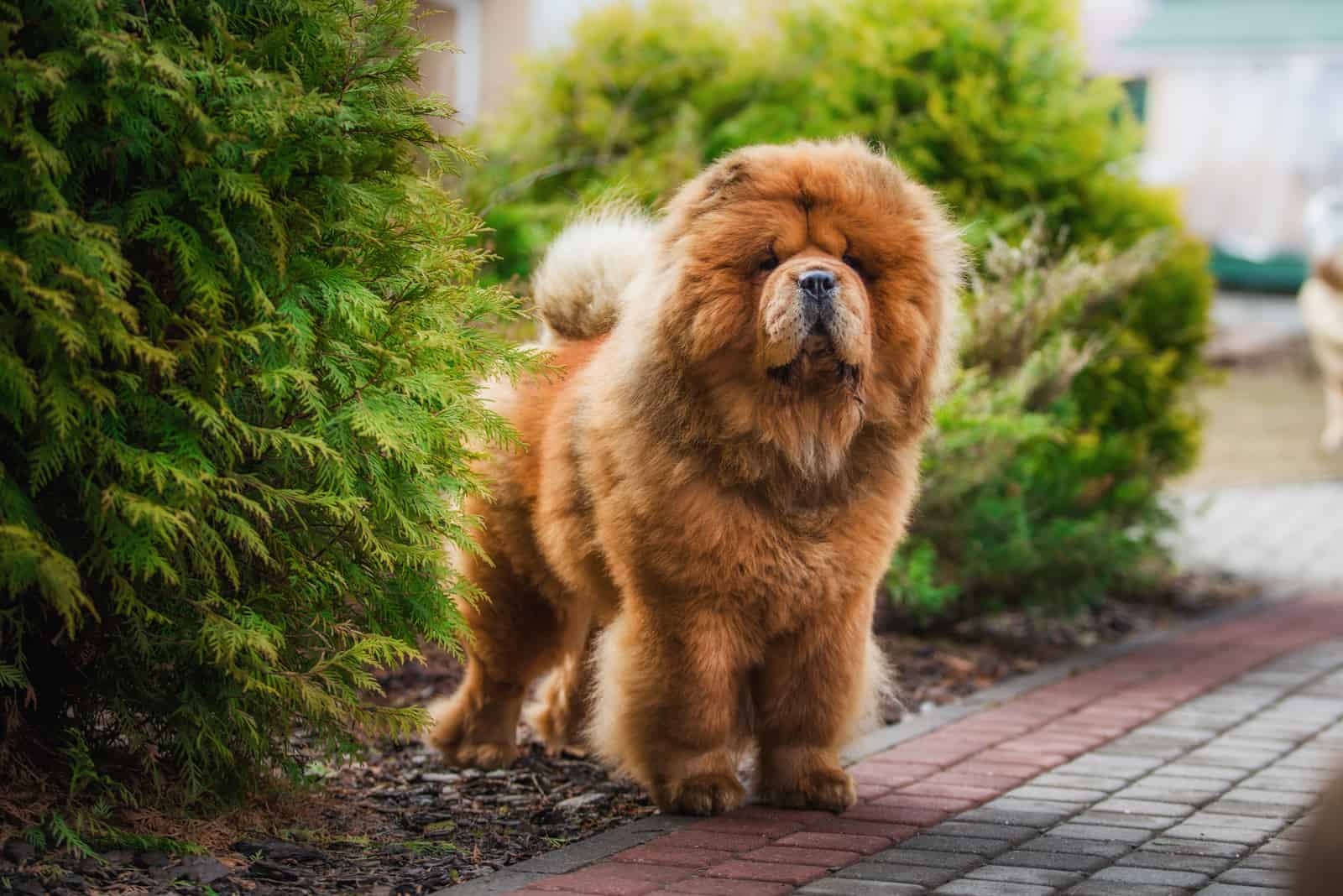 red dog chow chow