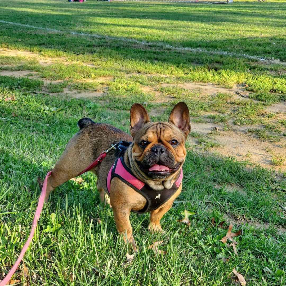 Red Fawn French Bulldogs