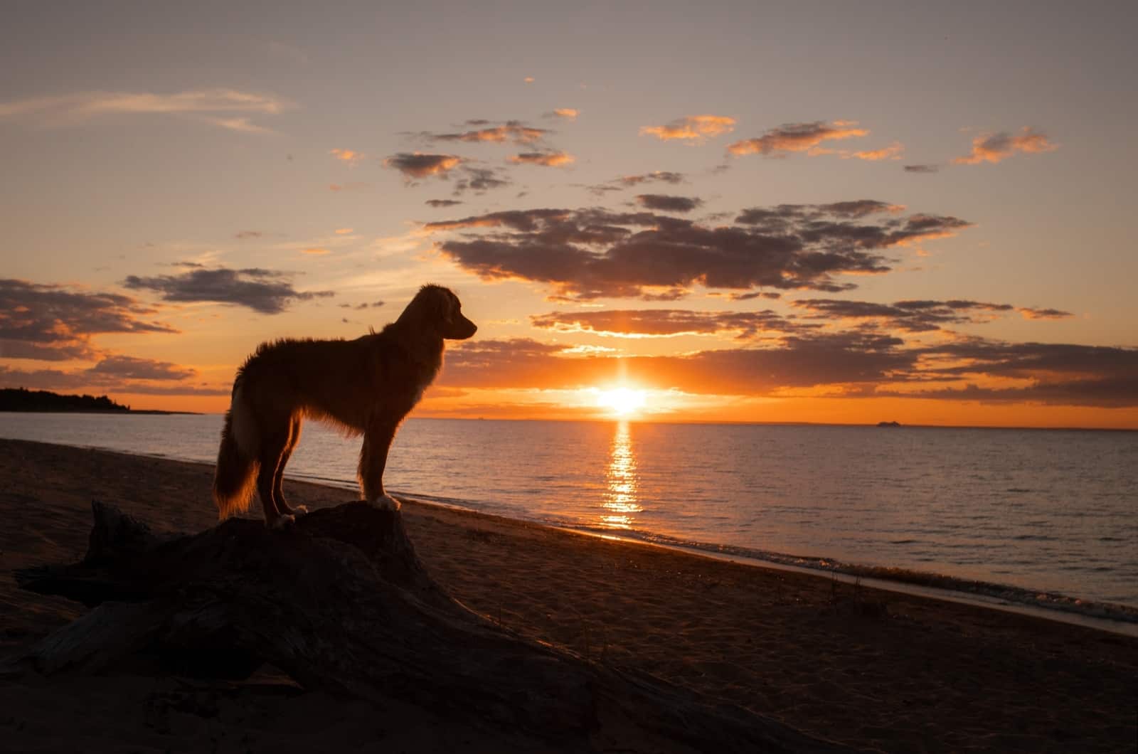 Red Golden Retriever in sunset