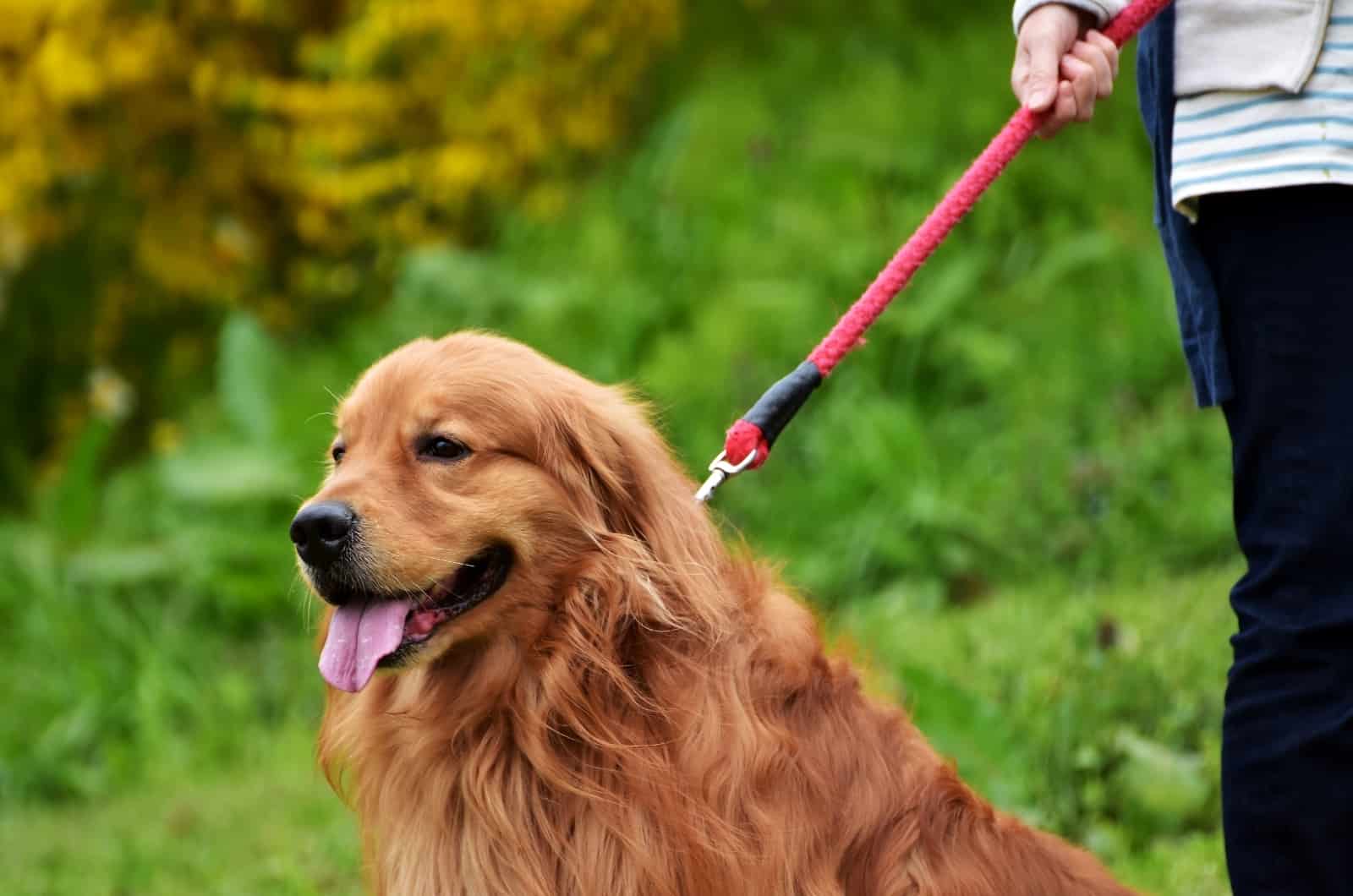 Red Golden Retriever on leash