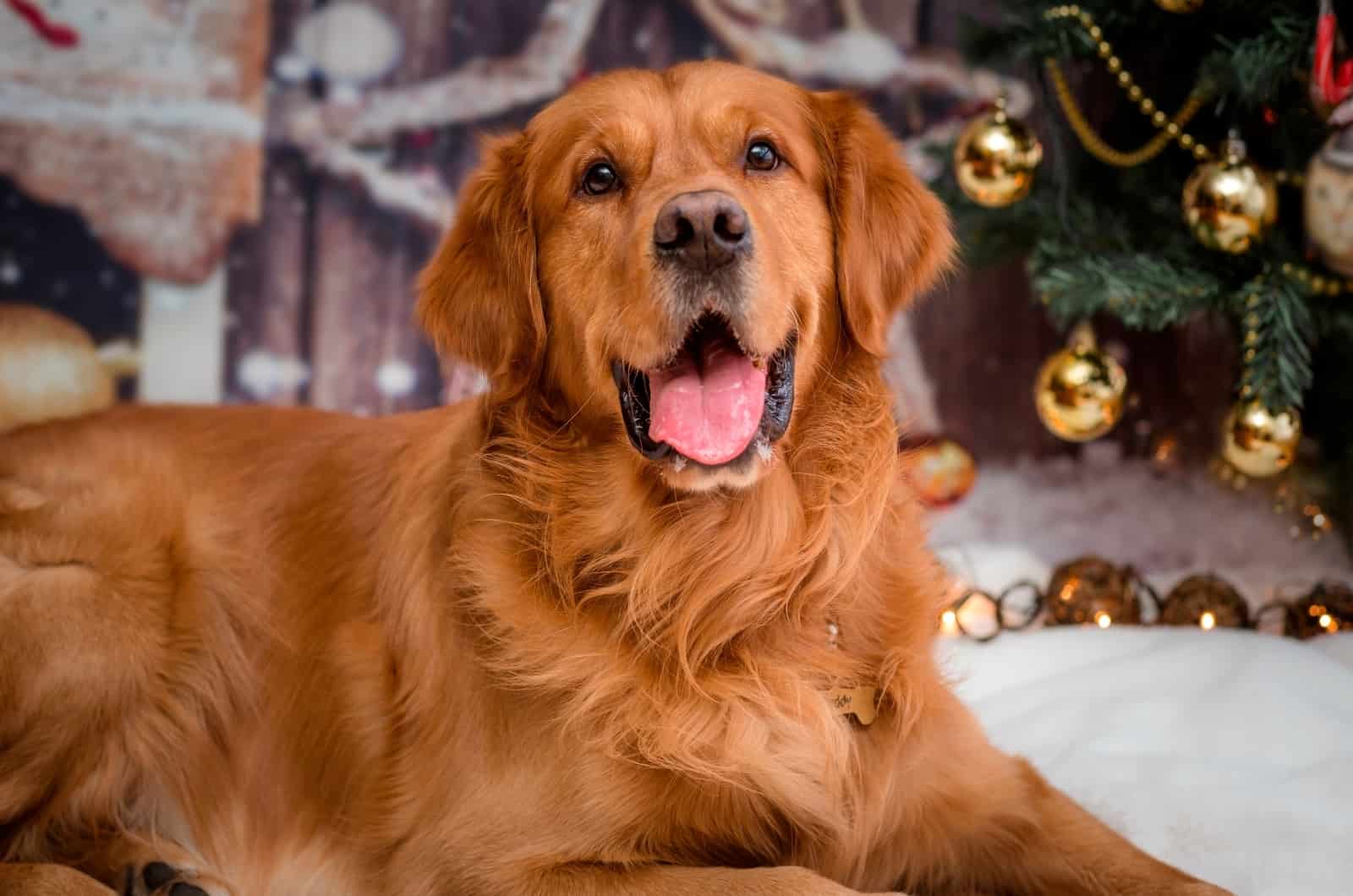 Red Golden Retriever posing for photo