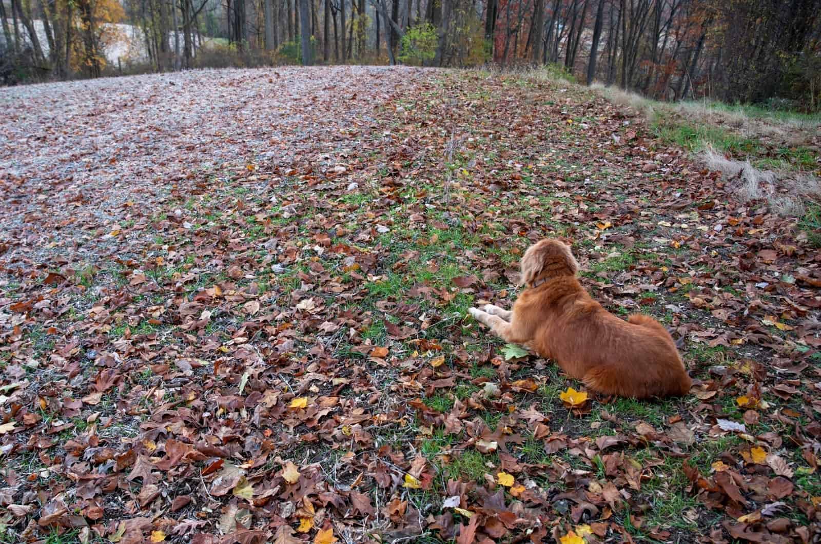 Red Golden Retriever sitting in park