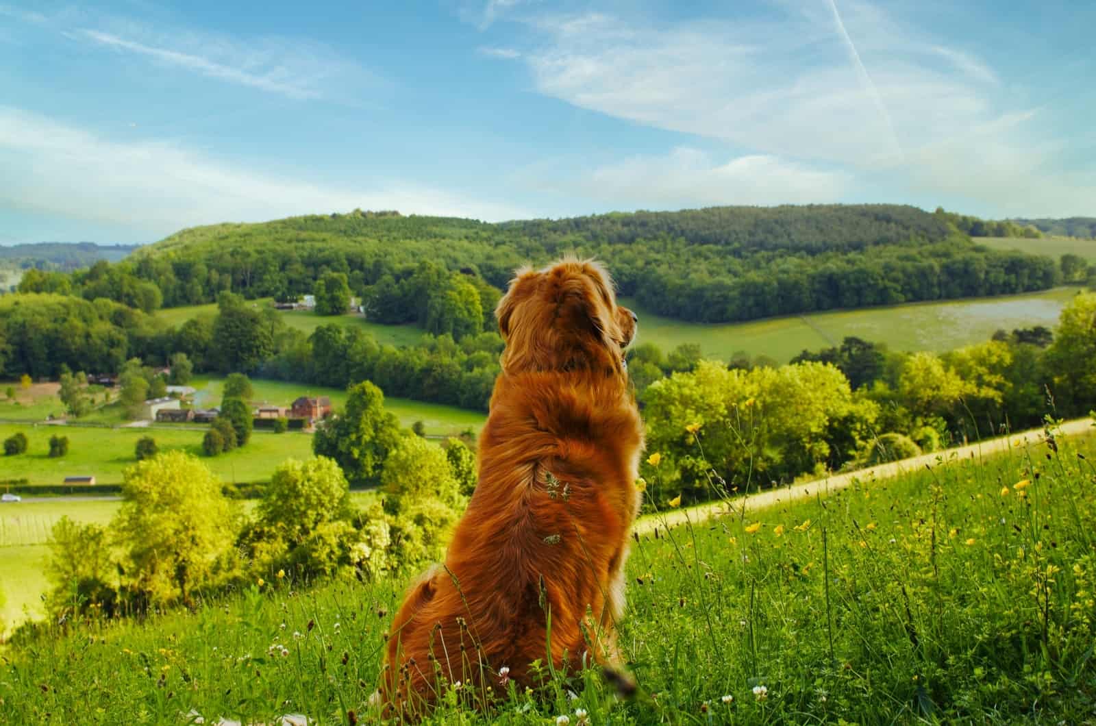 Red Golden Retriever sitting on grass