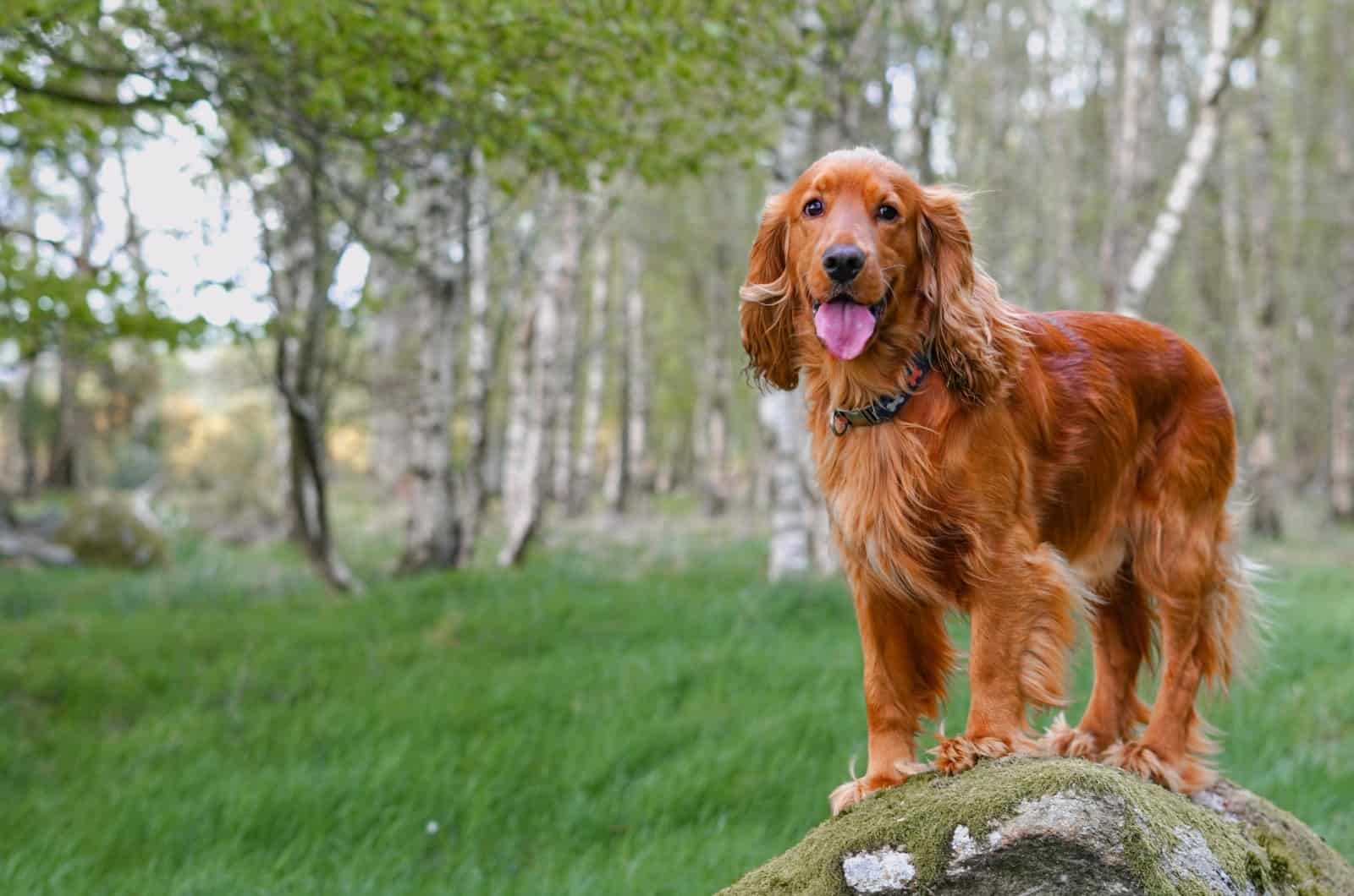 Red Golden Retriever standing on grass