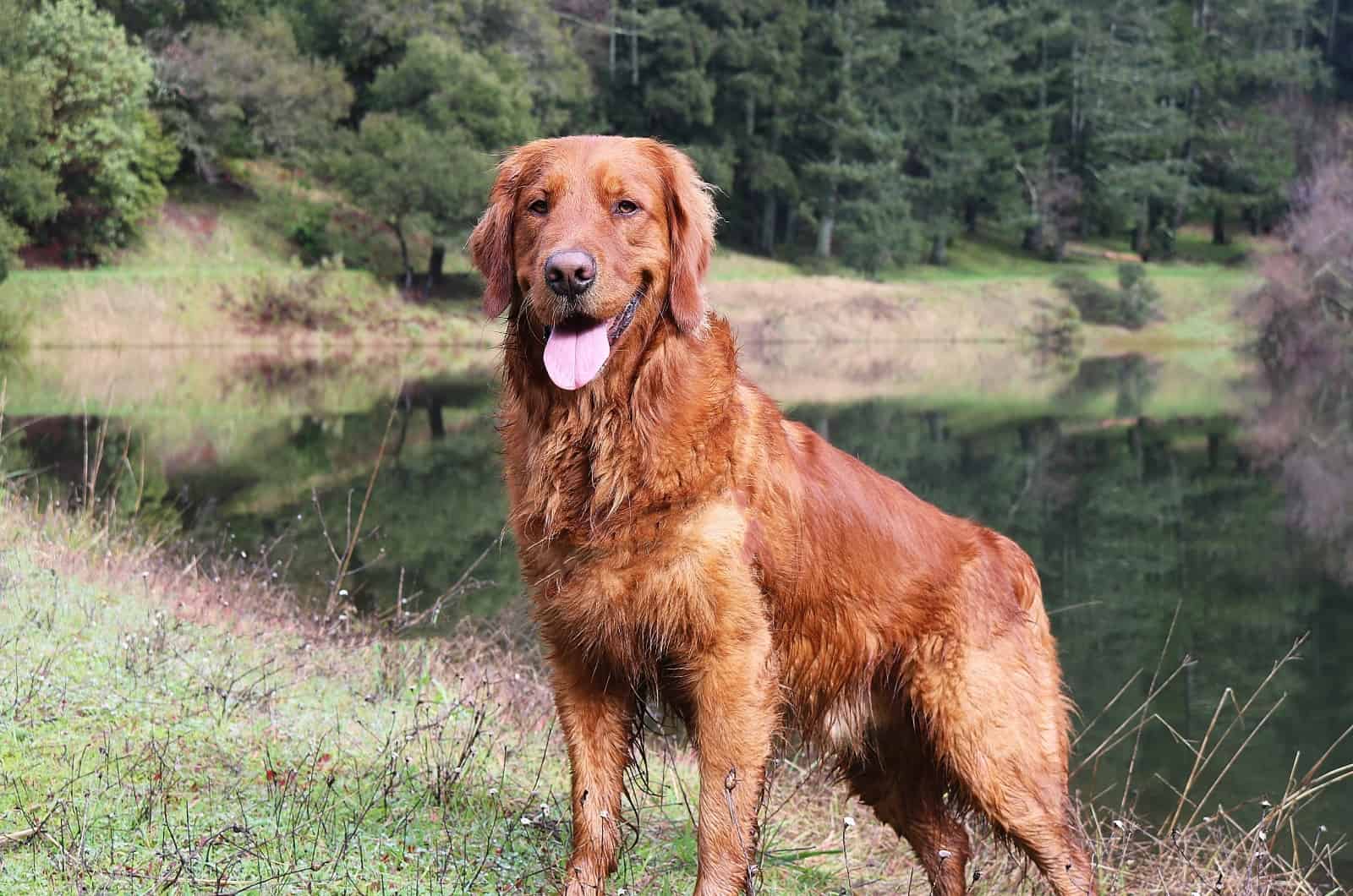 Red Golden Retriever standing outside