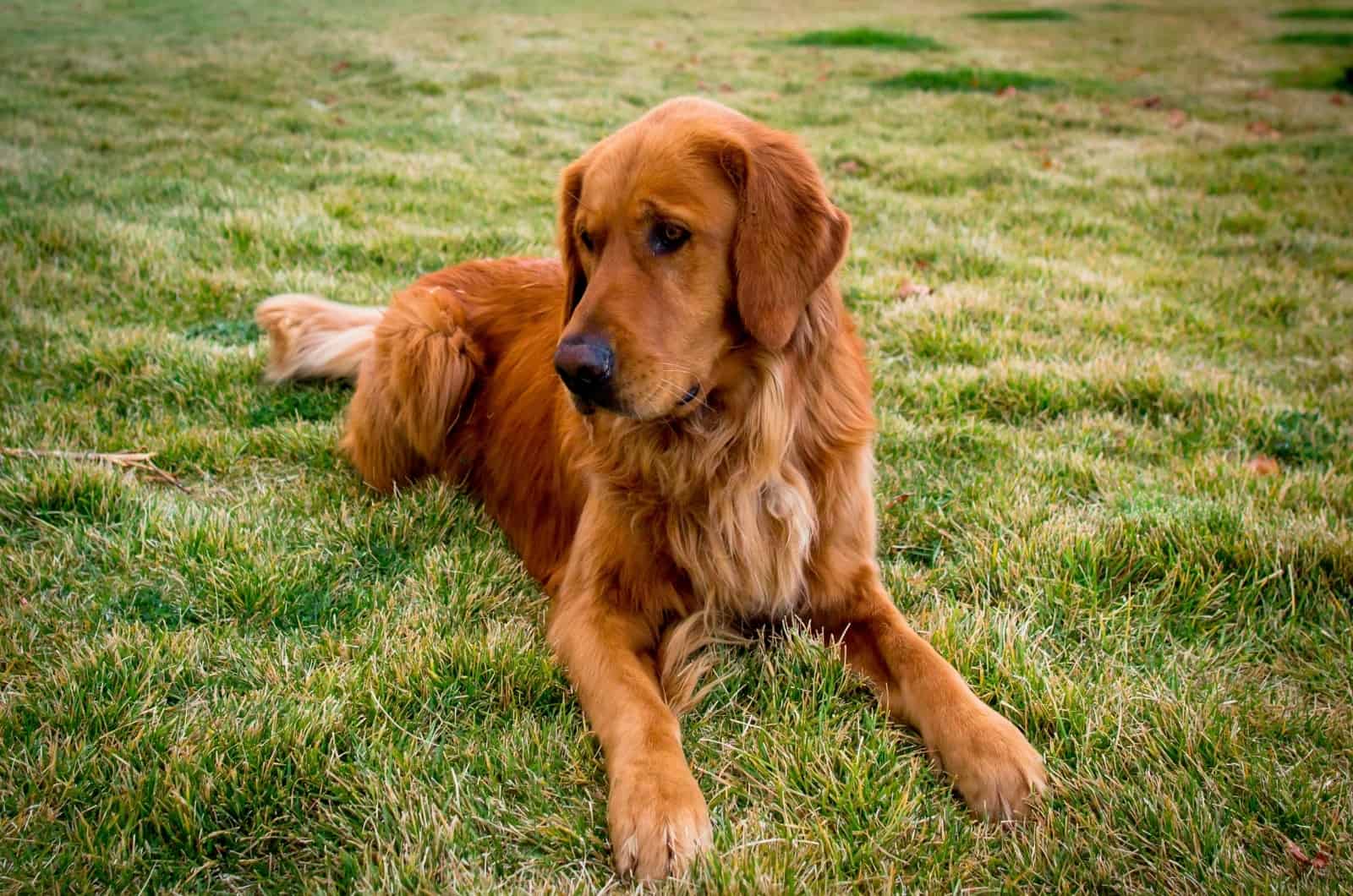 Red Golden Retriever: Things We Should Know About This Dog