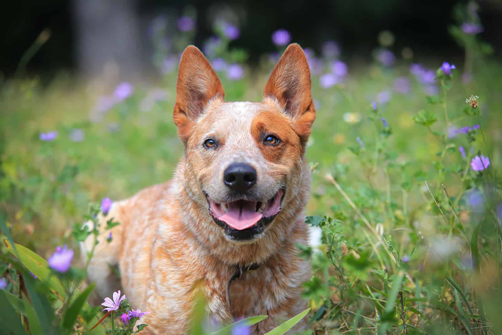 red heeler dog in a medow