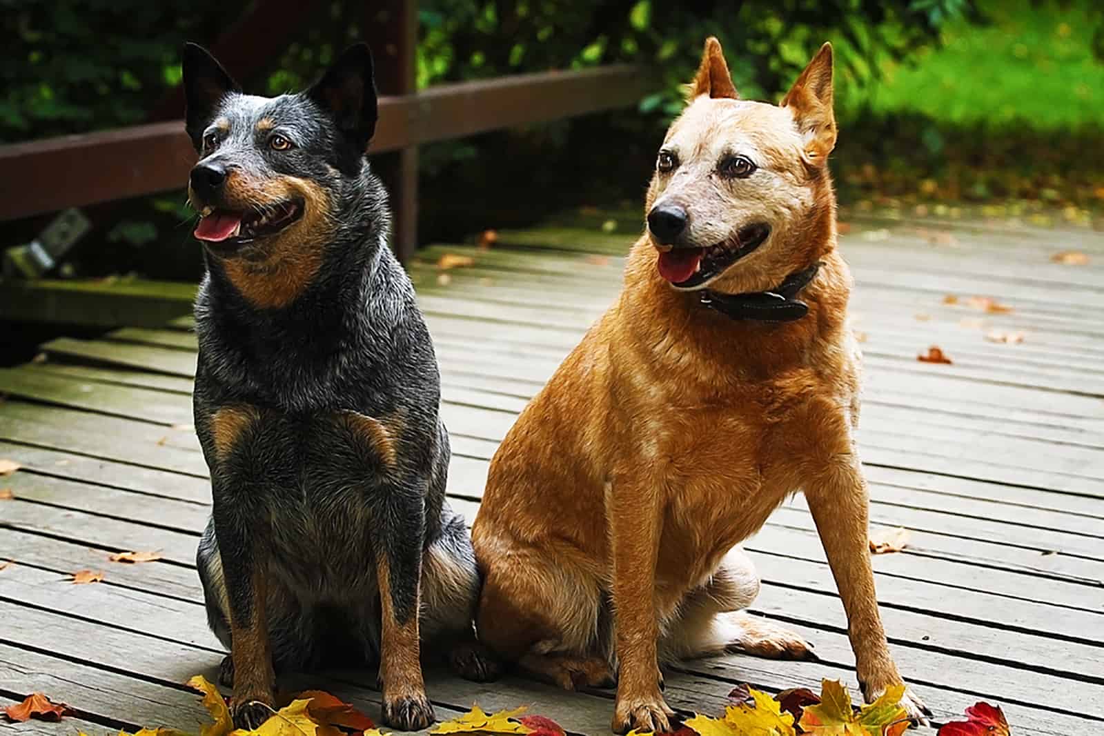 Red Heeler Vs Blue Heeler: Are They The Same Dog Breed?