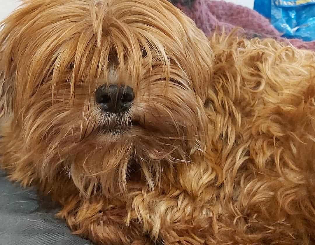 Red Lhasa Apso with long hair