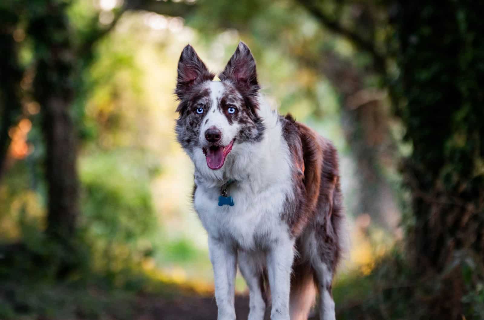 Red Merle Border Collie: Meet The Rare Beauty