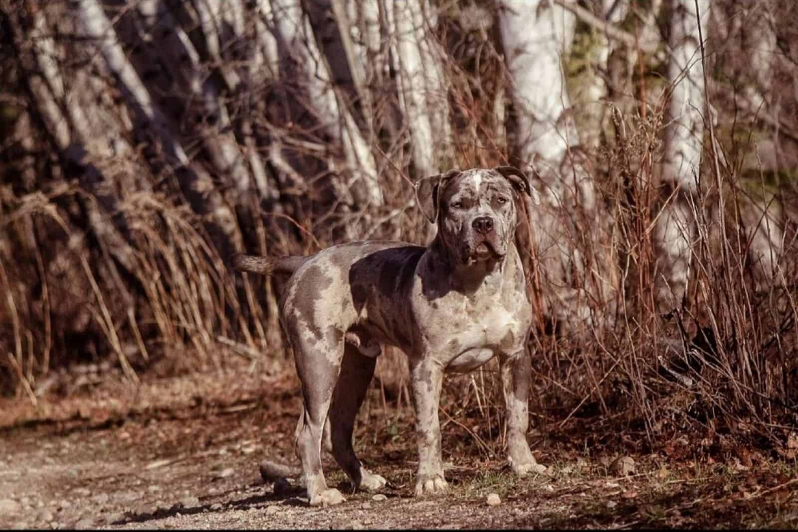 red merle pitbull stands in the woods