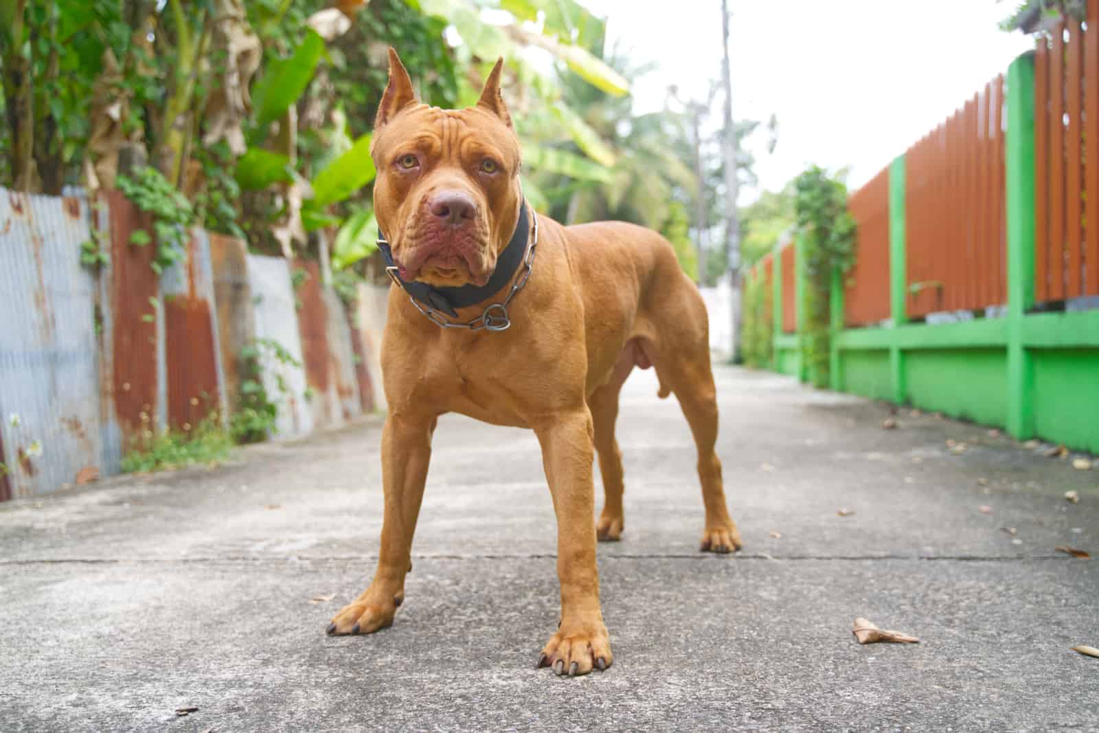 red nose American pitbull terrier