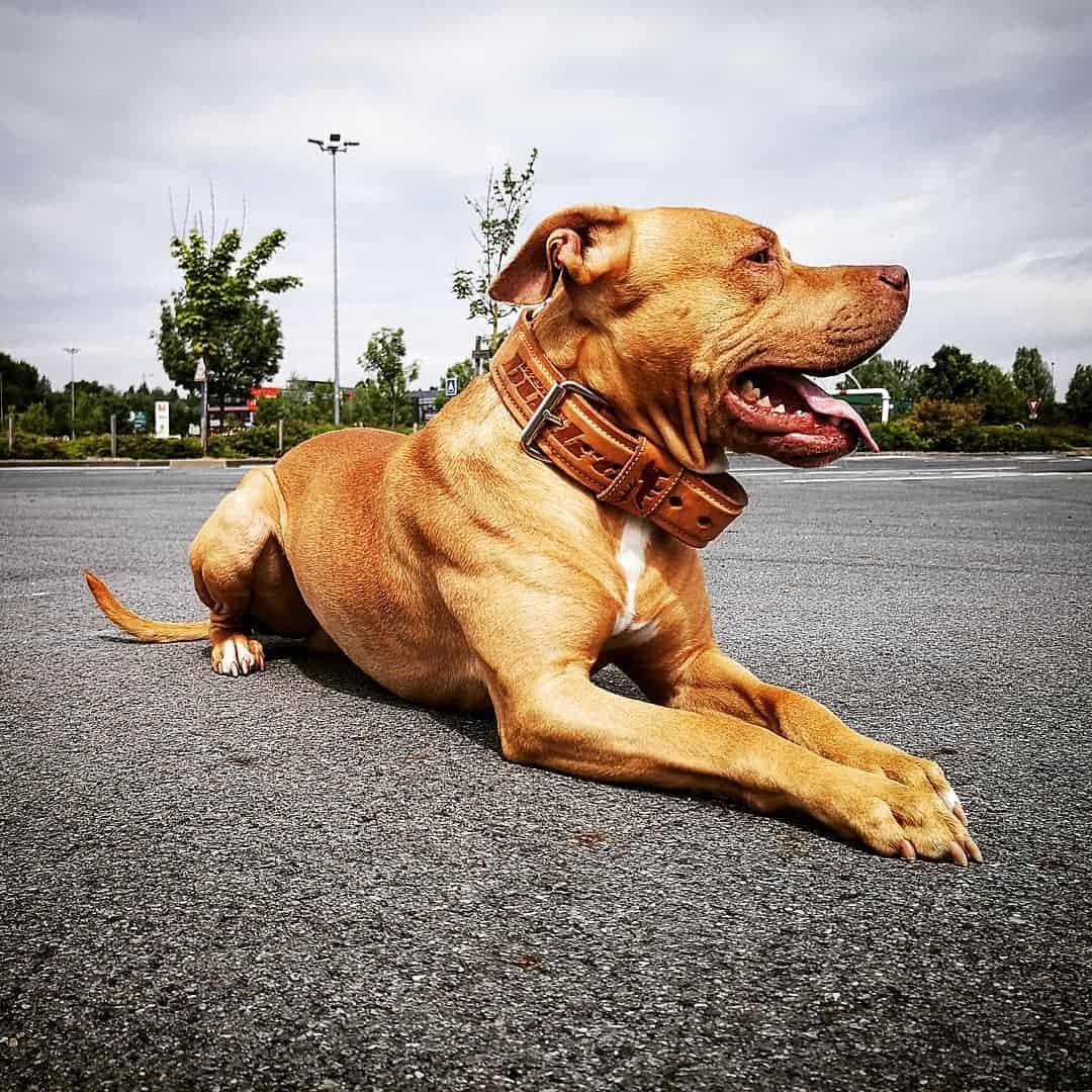 red nose pitbull