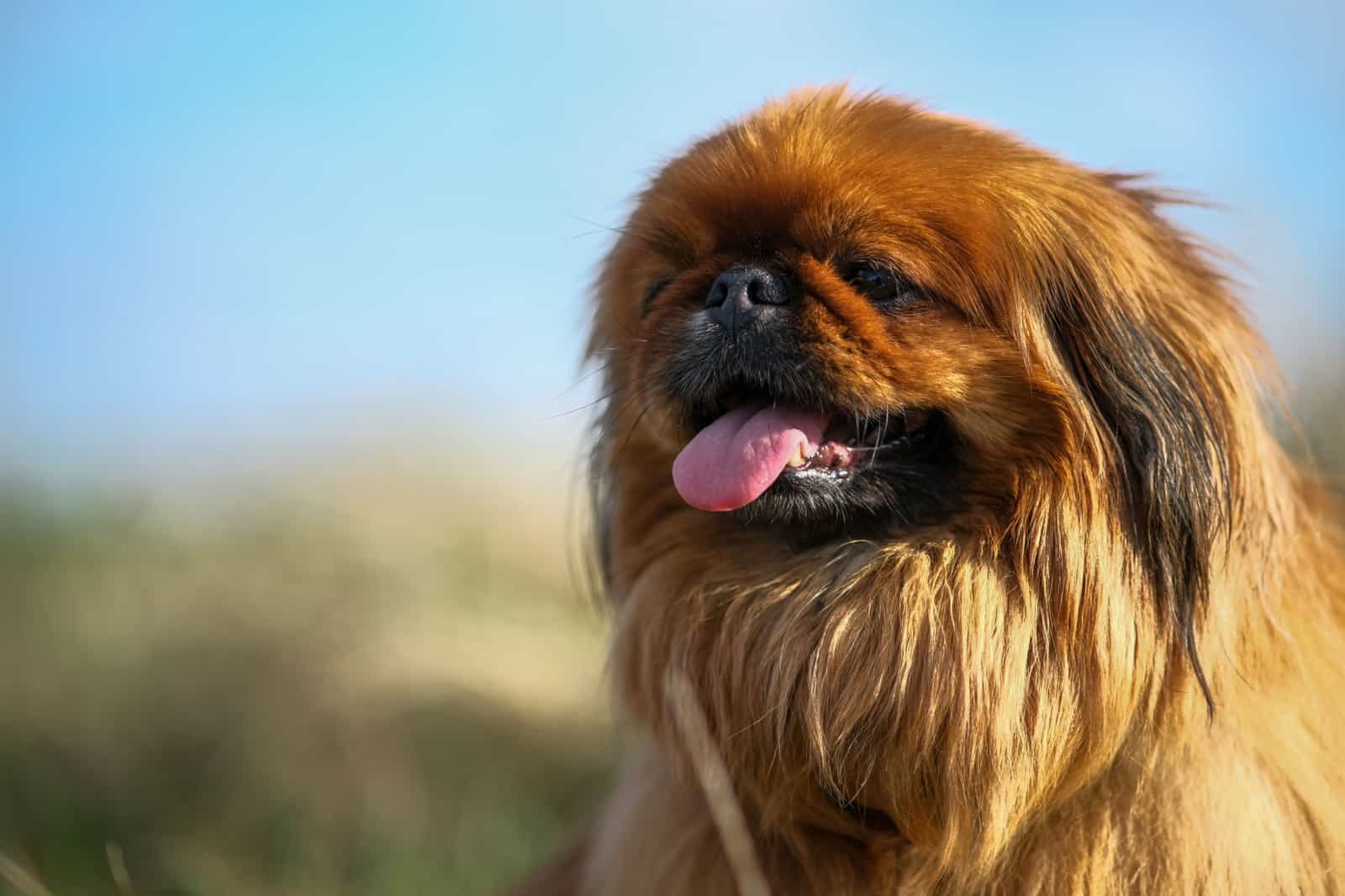 red pekingese