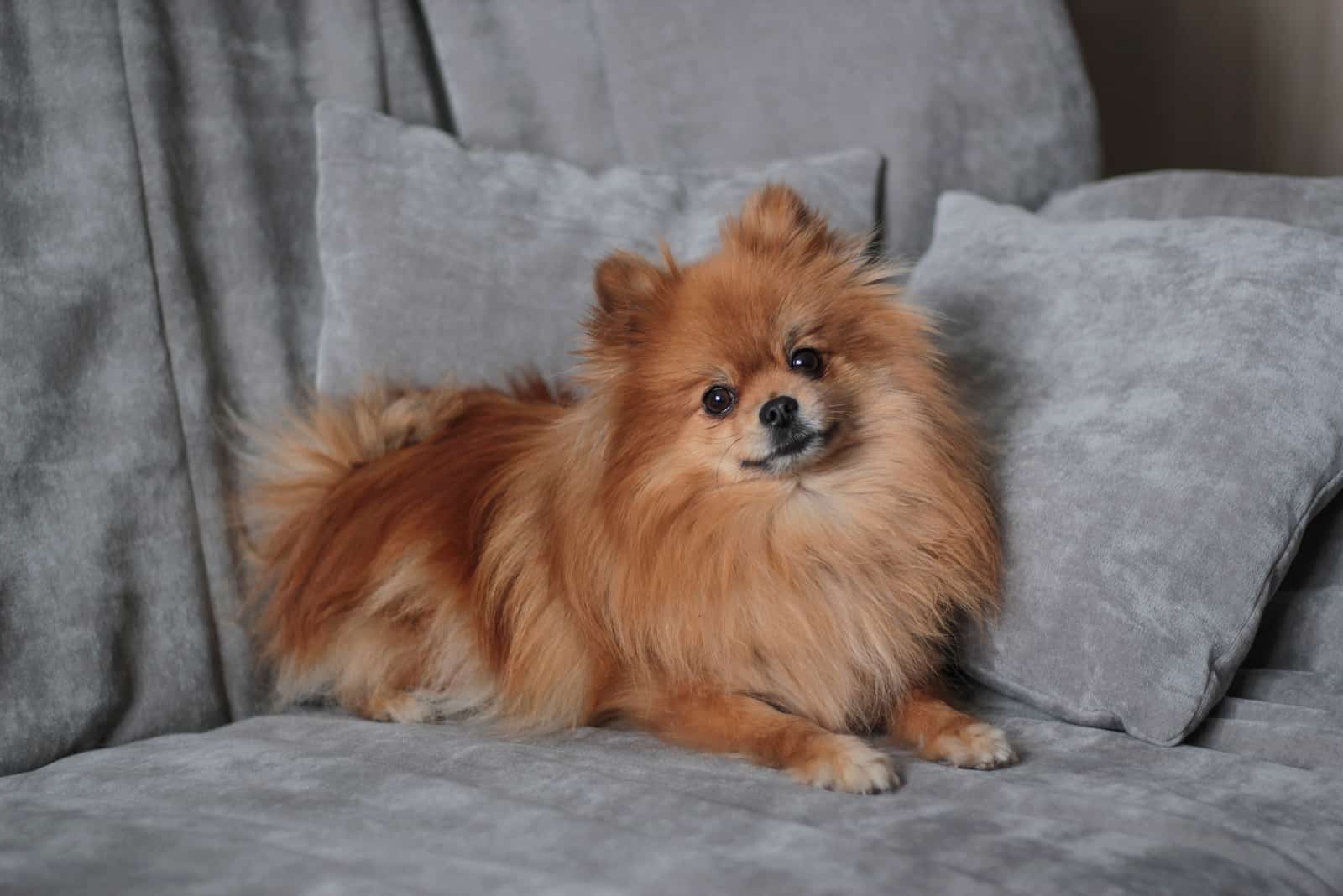 Red pomeranian