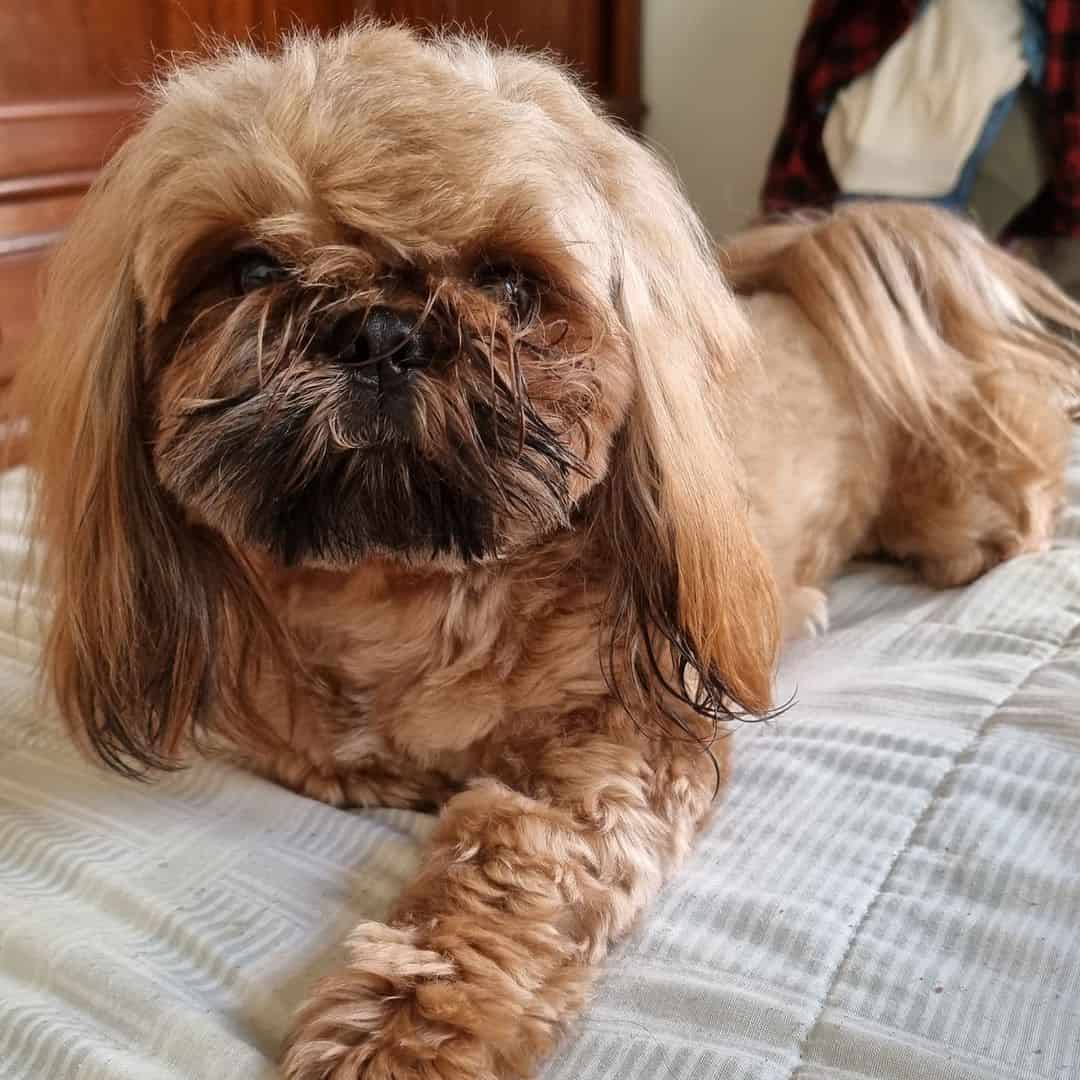 red shih tzu