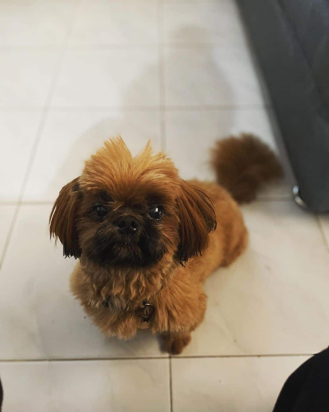 red shih tzu dog