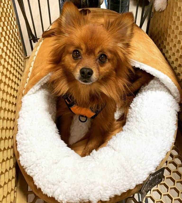 red teacup pomeranian