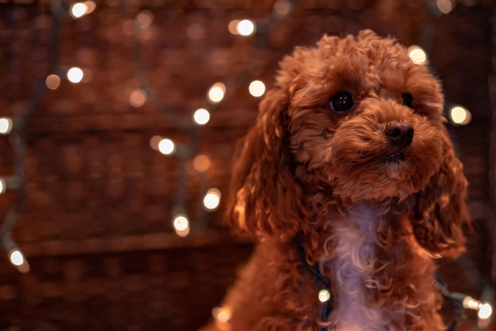 red toy poodle looking into distance