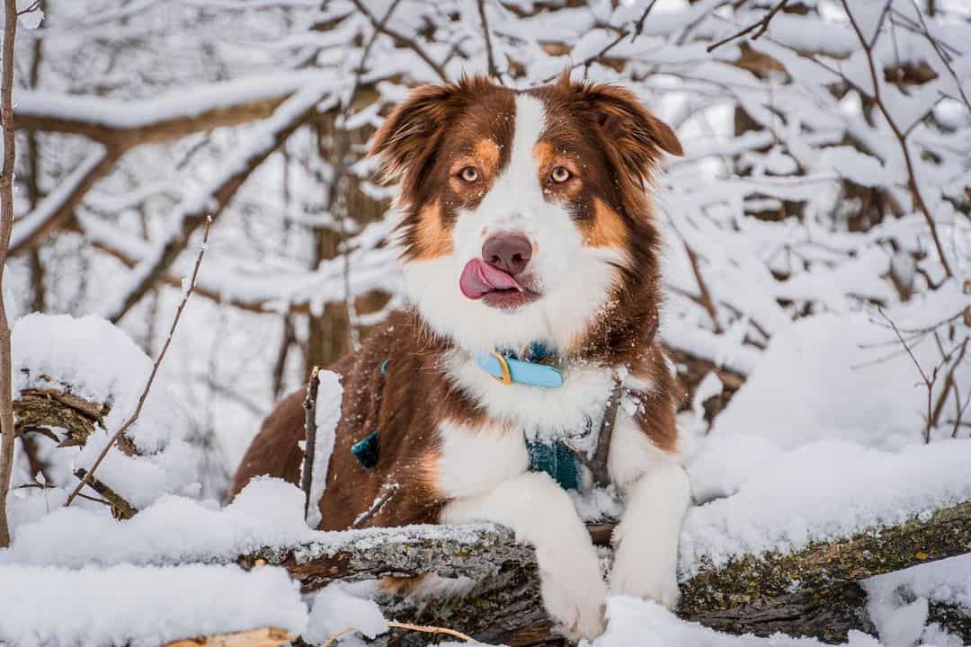 red tri australian shepherd in snow