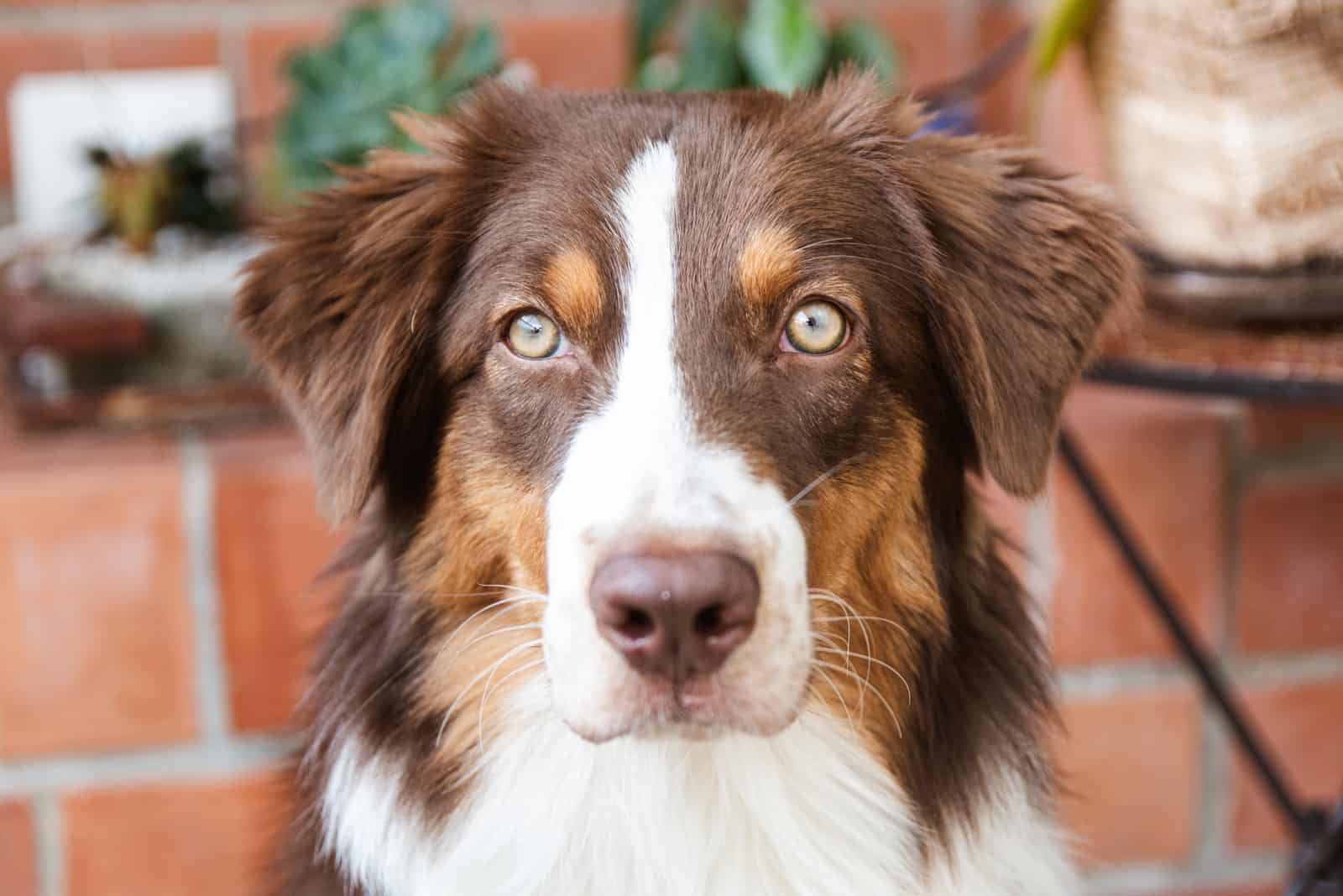 red tri australian shepherd looking at camera