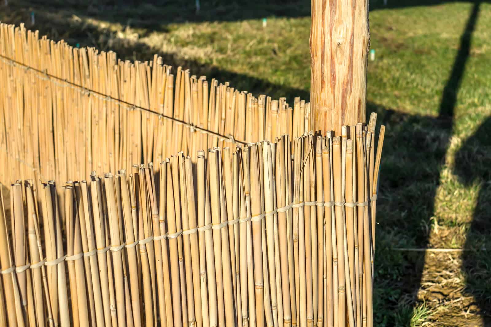 Reed fence