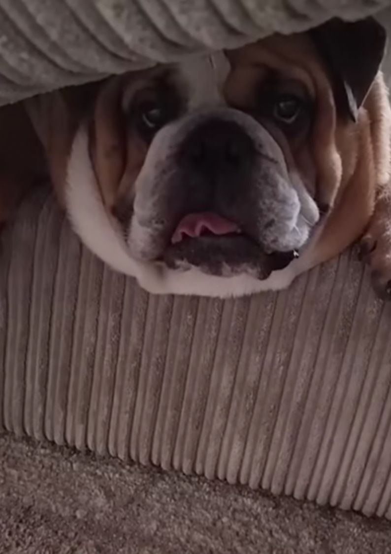 Reginald the dog peaking through the couch