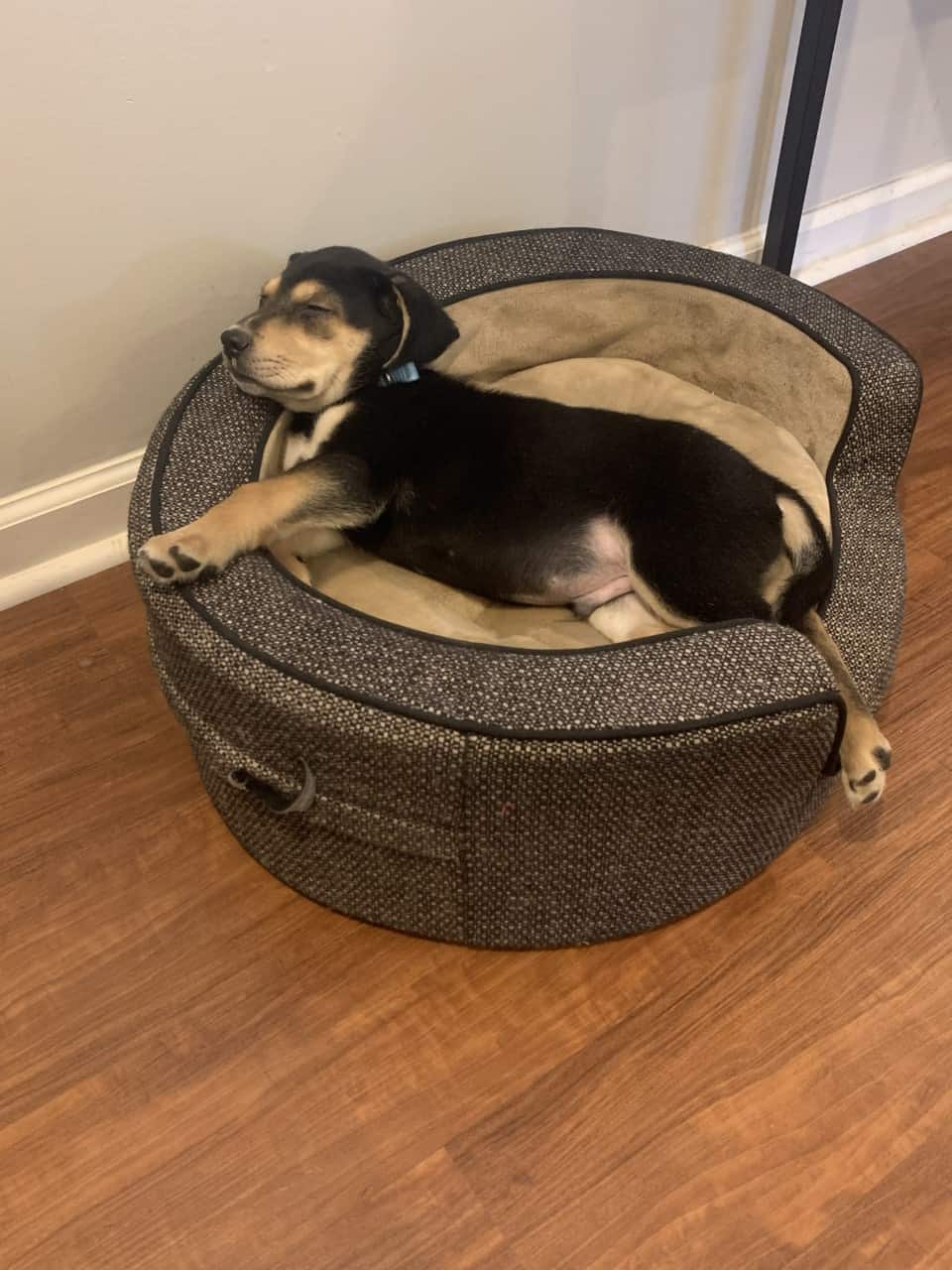 relaxed puppy sleeping on his bed