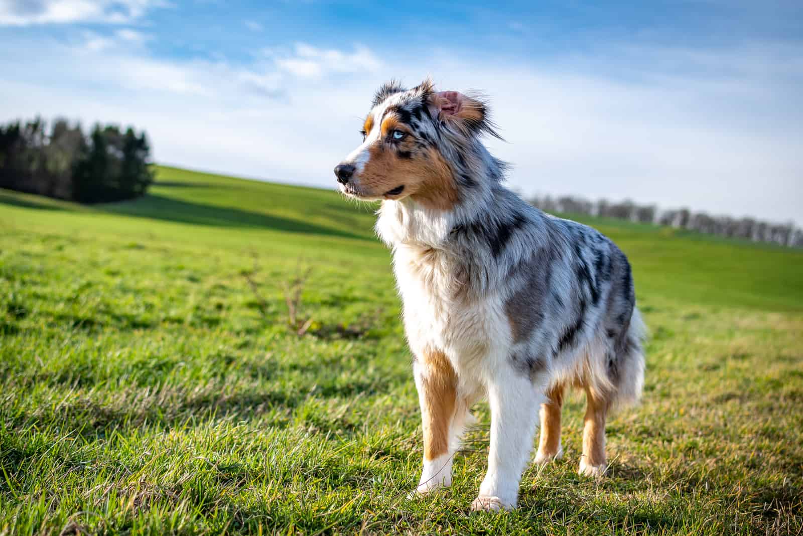 Blue Merle Australian Shepherd: All You Need To Know