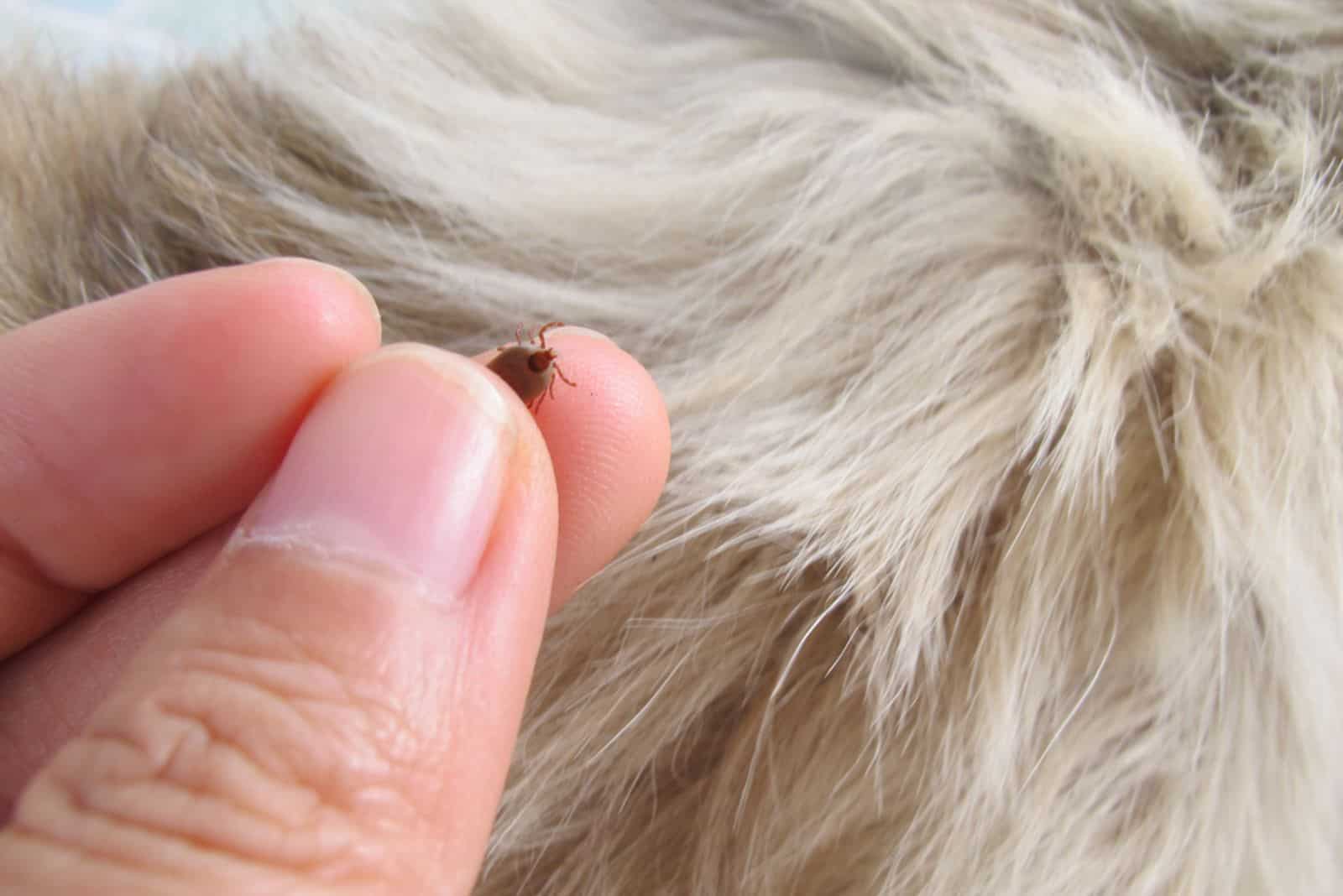 Remove tick out of dog by human fingers