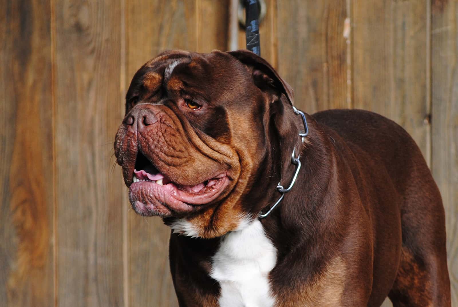 renascence bulldogge outdoors