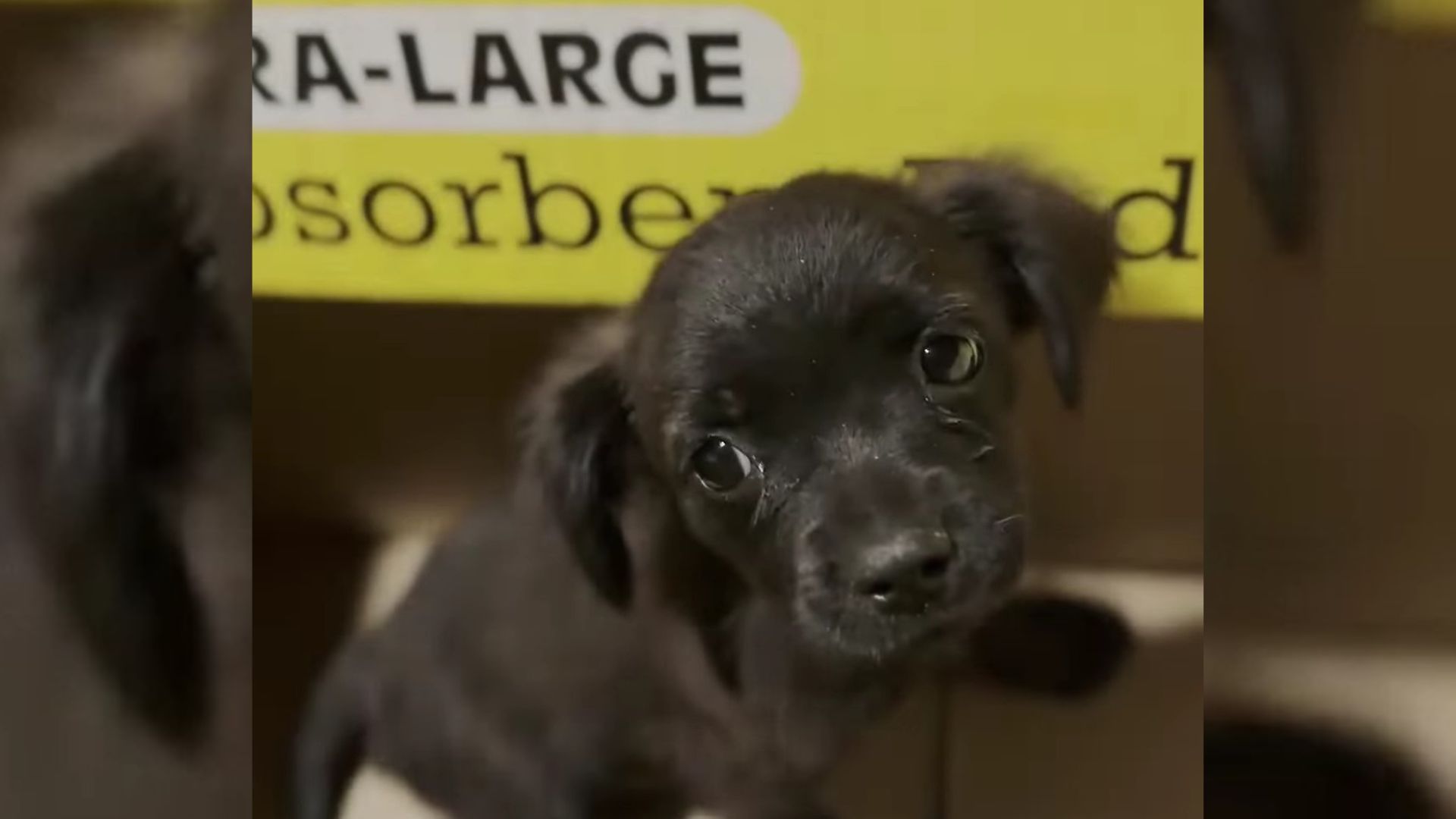 Shelter Received 2 Boxes Only To Learn There Is A Sweet Surprise Iniside One Of Them