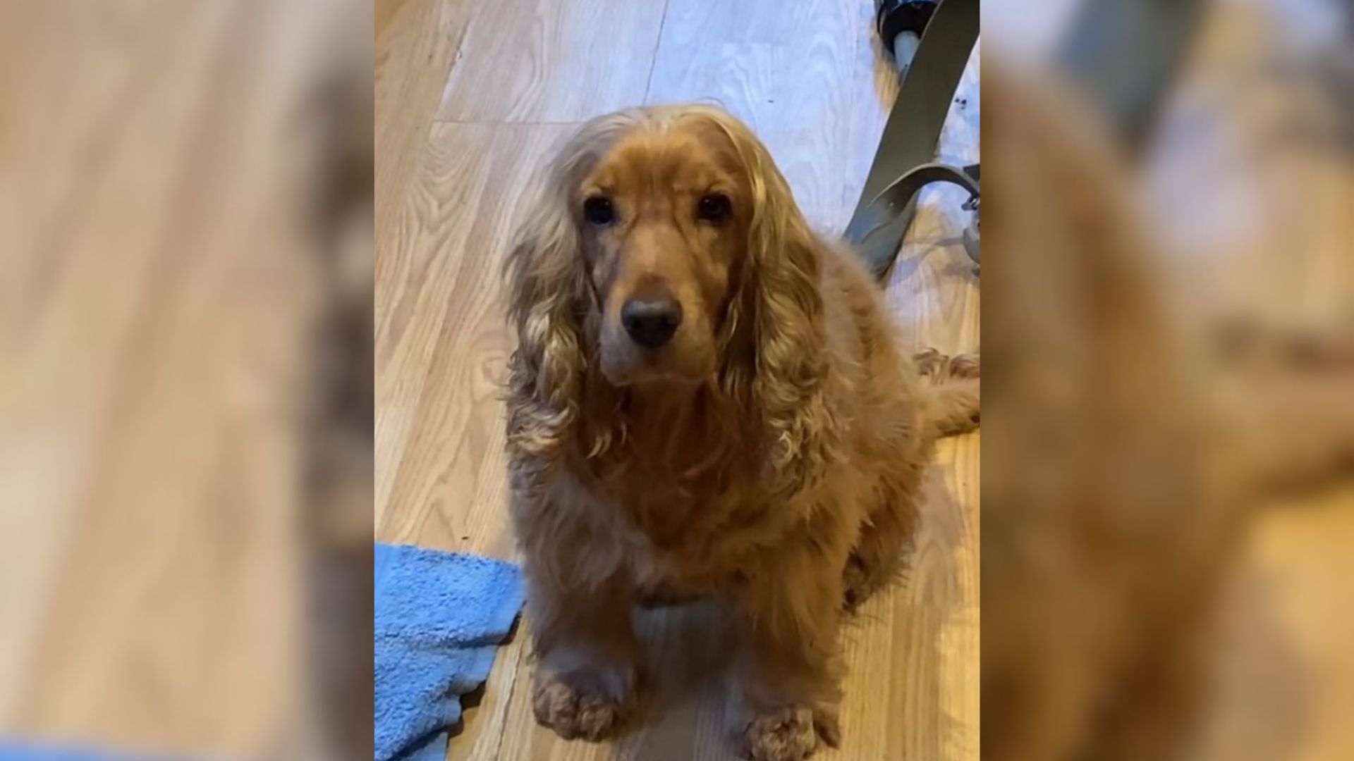 This Cocker Spaniel Has The Most Amazing Talent That Will Surprise You