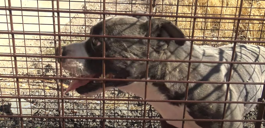 rescue dog in a crate