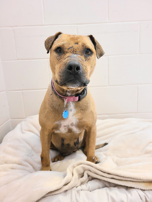 rescue dog sitting down and looking at the camera