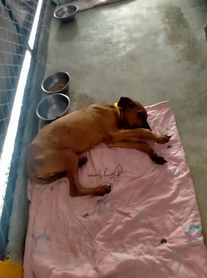 rescue dog sleeping on pink blanket