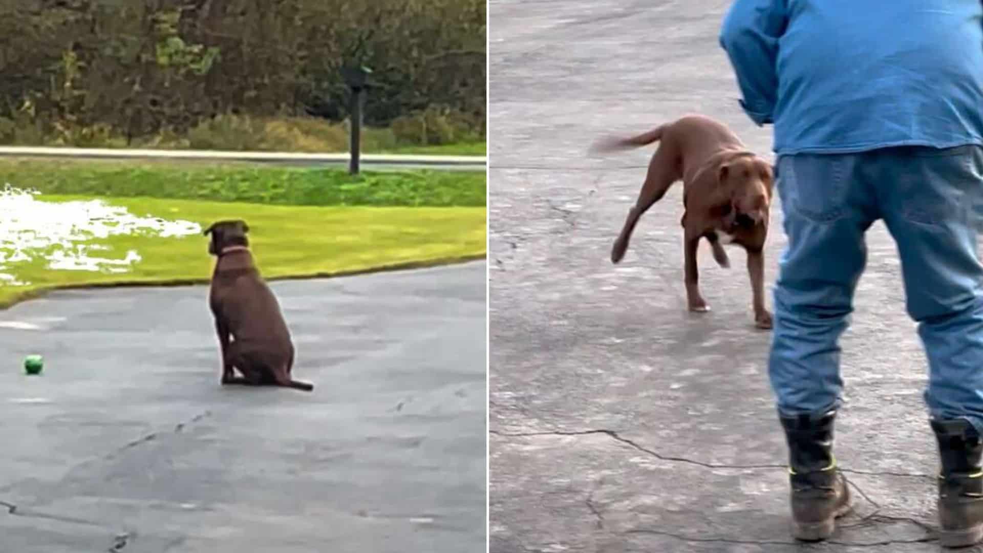 This Rescue Dog Spends Every Day Waiting On The Driveway For Her Dad To Come Home