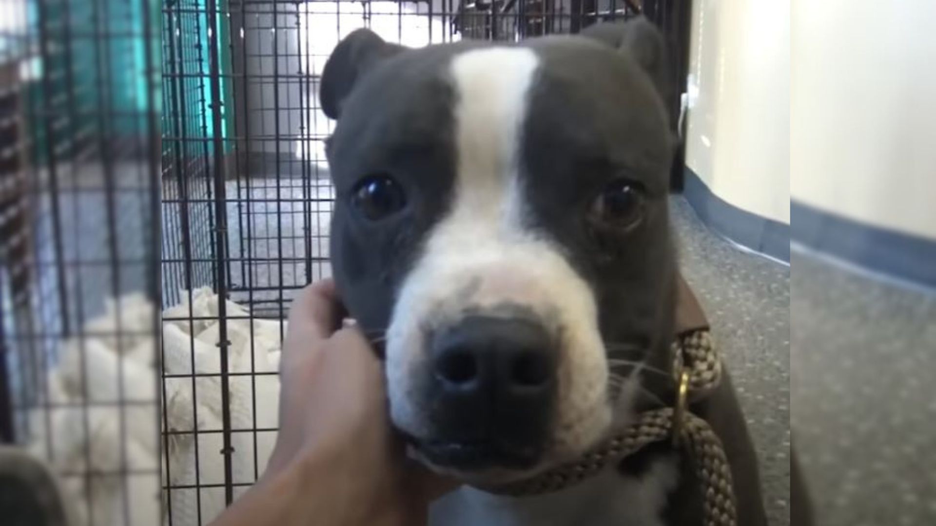 Rescue Dog Who Spent A Year Running In The Desert Loves Being Cuddled 