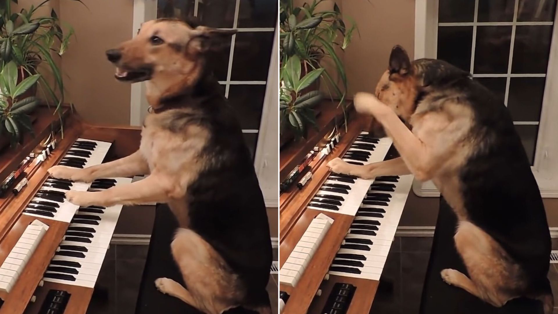 Rescue German Shepherd Girl Shows Her Hidden Talent