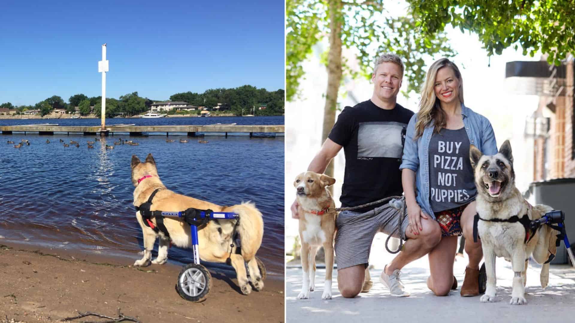 Rescue GSD Battling With Cancer Gets To Live The Best Months Of Her Life In A New Home