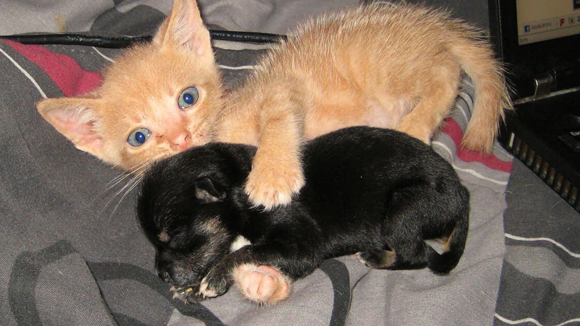 A rescue kitten has adopted an orphaned puppy, and now the two are inseparable