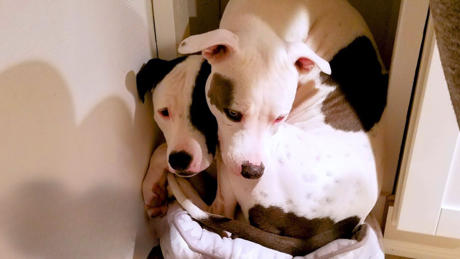 Rescue Pit Bull Finds Way To His Long-Lost Brother, They Are Now Inseparable