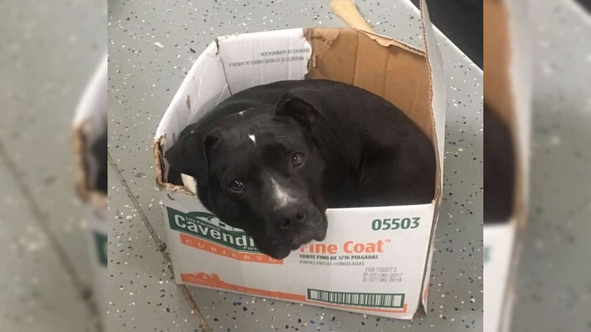 A Sweet Pittie Doesn’t Want To Leave His Cardboard Box Even After Being Rescued