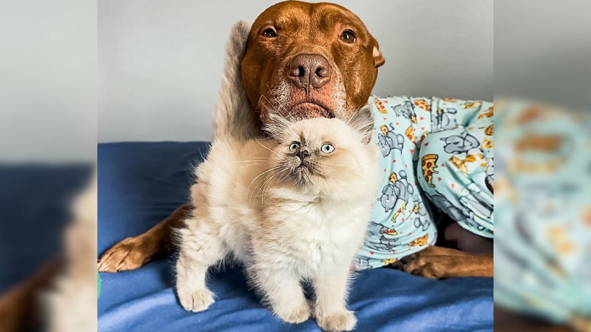 Rescue Pittie Wasn’t That Much Into Dogs, But Then He Met The Purrfect Feline Brother