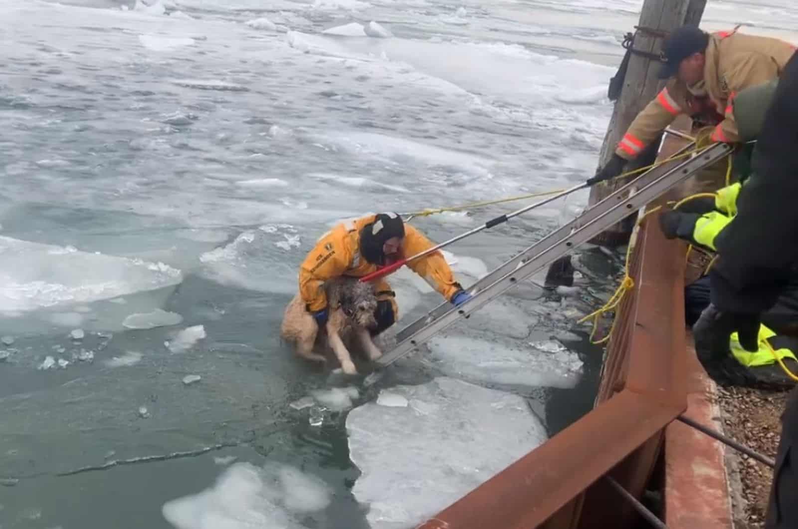 rescue team saving dog from frozen river